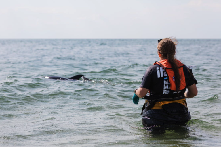 coastal kayaking off cape ann is a must thing to do while in massachusetts